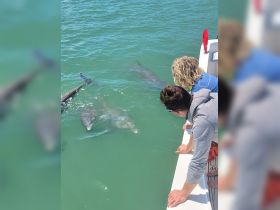 Guests enjoy a close encounter with dolphins swimming alongside their boat, showcasing the beauty of marine wildlife in a vibrant ocean setting.