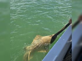 A close encounter with a stingray as it is being fed from a boat, showcasing the unique wildlife experiences available in the water.