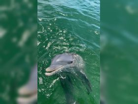 A close-up shot of a dolphin swimming in clear waters, showcasing the beauty of marine wildlife — a must-see for ocean lovers.