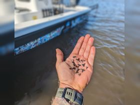 A hand displays a collection of shark teeth found while fishing near a boat, showcasing the unique treasures of the water. Perfect for fishing enthusiasts and marine explorers.