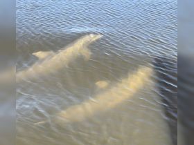 Two dolphins swim gracefully beneath the surface, showcasing the beauty of marine wildlife in their natural habitat.