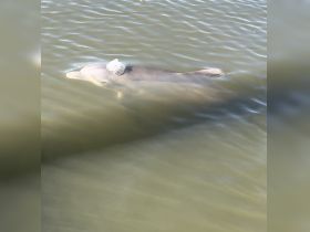 A dolphin gracefully swims through the water, showcasing the beauty of marine wildlife — a perfect moment for nature enthusiasts and wildlife lovers.