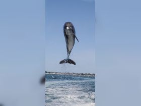 A stunning capture of a dolphin leaping out of the water, showcasing the beauty of marine wildlife — a thrilling sight for boaters and nature enthusiasts.
