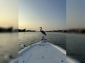A majestic heron perches on the bow of a boat, creating a serene scene against the backdrop of calm waters and a sunset sky.