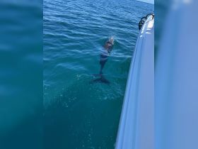 A dolphin swims gracefully in clear turquoise waters, showcasing the beauty of marine wildlife encounters while boating.