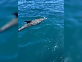 A dolphin gracefully swims through the clear blue waters, showcasing the beauty of marine wildlife in its natural habitat.