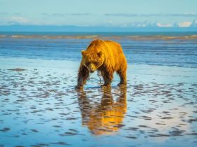 A majestic bear walks along the shoreline, its reflection shimmering in the water — a stunning wildlife encounter in a natural habitat.