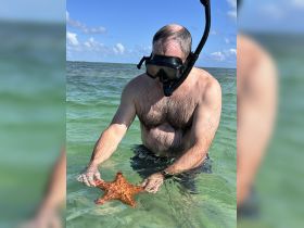 A snorkeler interacts with a vibrant starfish in clear waters, showcasing the beauty of marine life and underwater exploration.