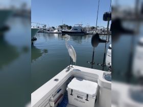 A graceful egret stands on the edge of a boat, showcasing a serene moment at the marina — a perfect scene for birdwatching enthusiasts.