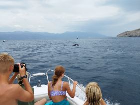 A group of excited guests on a boat captures the moment as dolphins leap from the water, showcasing a thrilling wildlife encounter during their marine adventure.