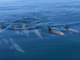 A pod of dolphins gracefully swims through calm waters, showcasing the beauty of marine wildlife in their natural habitat.
