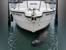 A curious seal swims near the boat named 'Miss Molly,' showcasing a delightful moment of wildlife interaction in a marina setting.