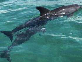 Two dolphins gracefully swim through the clear turquoise waters, showcasing the beauty of marine wildlife in their natural habitat.