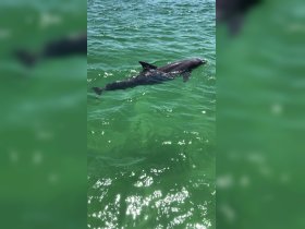 A dolphin gracefully swims through the clear waters, showcasing the beauty of marine wildlife encounters. Perfect for nature lovers and ocean enthusiasts.