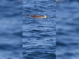 A beautiful sea turtle glides through the clear blue waters, showcasing the serene beauty of marine wildlife.