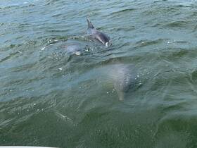 A captivating view of dolphins swimming gracefully in the water, showcasing the beauty of marine wildlife in their natural habitat.