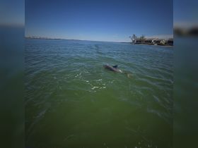 A dolphin gracefully swims through the green waters, showcasing the beauty of marine wildlife in its natural habitat.