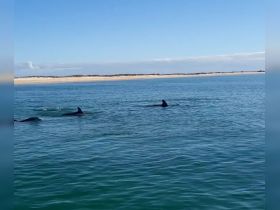 A pod of dolphins swims gracefully in clear waters, showcasing the beauty of marine wildlife in their natural habitat.