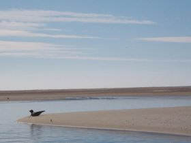 A serene scene featuring a seal lounging on the beach, showcasing the beauty of wildlife in its natural habitat.