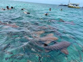 Snorkelers interact with sharks in crystal-clear waters, showcasing an exhilarating wildlife experience in a tropical paradise.