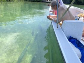 Guests on a boat observe fish swimming beneath the clear waters, showcasing a unique wildlife experience in a serene environment.