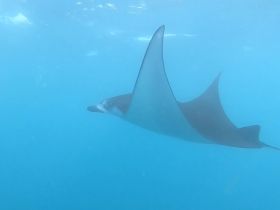 A graceful stingray glides through the clear blue waters, showcasing the beauty of underwater wildlife encounters.