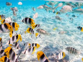 A vibrant underwater scene showcasing a variety of colorful fish swimming in crystal-clear waters, perfect for snorkeling and marine life enthusiasts.
