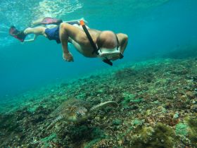 A snorkeler interacts with a sea turtle while exploring the vibrant underwater world — a memorable wildlife encounter in a tropical paradise.