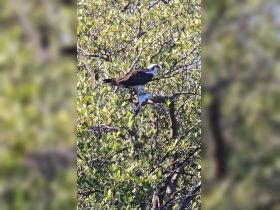 An osprey perched on a branch, showcasing its impressive wings and keen hunting skills amidst lush greenery — a captivating moment in nature.