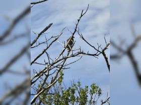 A bird perched on a branch against a backdrop of blue skies, showcasing the beauty of wildlife in its natural habitat.