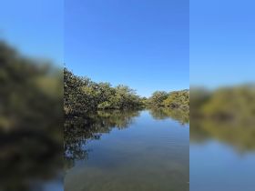 A serene view of a mangrove waterway under a clear blue sky, perfect for eco-tours and nature exploration.
