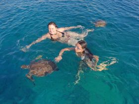 Two swimmers interact with sea turtles in crystal-clear waters, showcasing a memorable wildlife experience in a tropical paradise.