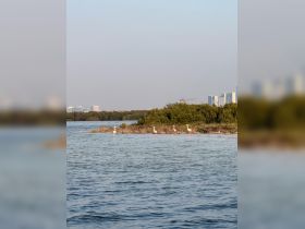 A serene scene featuring flamingos standing in shallow waters near a mangrove, showcasing the beauty of wildlife in a natural habitat.