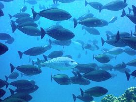 A vibrant underwater scene showcasing a school of fish swimming gracefully in clear blue waters, perfect for marine life enthusiasts and snorkeling adventures.