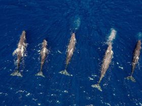 A stunning aerial view of a pod of whales swimming gracefully through deep blue waters, showcasing the beauty of marine wildlife.