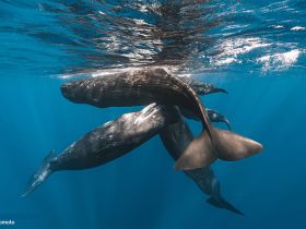A captivating underwater scene featuring a group of whales swimming gracefully in crystal-clear waters — a stunning display of marine wildlife.