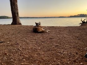 A serene sunset view by the lake featuring a dog relaxing on the shore, capturing the tranquility of nature.