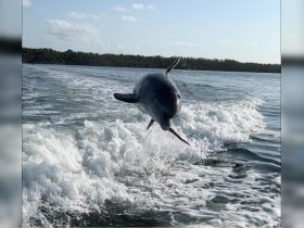 A stunning capture of a dolphin leaping out of the water, showcasing the beauty of marine wildlife in its natural habitat.