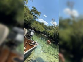 A man enjoys a refreshing swim in the crystal-clear waters surrounded by lush mangroves, showcasing a perfect day of outdoor adventure.