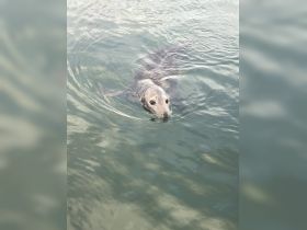 A curious seal swims gracefully in the water, showcasing the beauty of marine wildlife encounters.