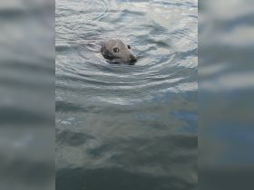 A curious seal swims gracefully in calm waters, showcasing the beauty of marine wildlife in its natural habitat.