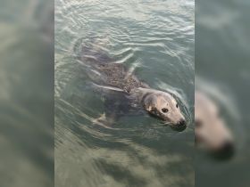 A curious seal swims gracefully in the water, showcasing the beauty of marine wildlife — a delightful sight for nature enthusiasts.