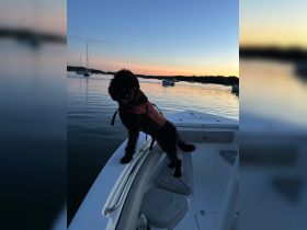 A playful dog in a life jacket stands on the edge of a boat, enjoying a serene sunset on the water — a perfect companion for boating adventures.