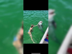 A child interacts with a friendly dolphin in clear green waters, showcasing a memorable wildlife encounter that highlights the joy of swimming with marine life.