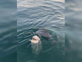 Two playful dolphins swim together in clear waters, showcasing their friendly nature — a delightful wildlife encounter.