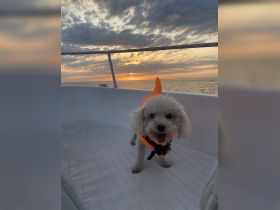 A cheerful dog in a life jacket enjoys a sunset cruise, showcasing the joy of bringing pets aboard for a memorable boating experience.