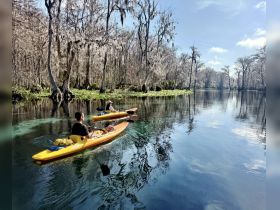 Two kayakers paddle through a serene waterway surrounded by lush trees, showcasing the beauty of nature and outdoor adventure.