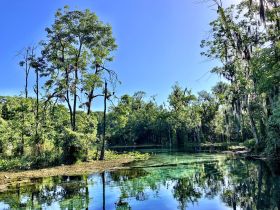 A serene view of lush greenery reflecting on calm waters, showcasing the natural beauty of the landscape — perfect for eco tours and nature lovers.