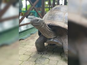 A close-up of a tortoise showcasing its intricate features, perfect for wildlife enthusiasts and nature lovers.
