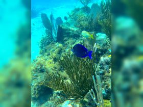 A vibrant underwater scene featuring colorful fish and coral, showcasing the beauty of marine life in a tropical setting.